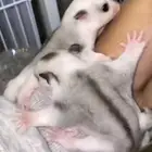 مطلوب شوقر قلايدرر ميوزيك بايد