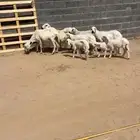 خمس ضان وليد تحته اربعه واحده دافع