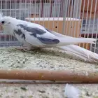 ذكر كروان سبلت البينو