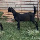 جفرتين شاميات سود توم