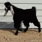 تيس عارضي طيب
