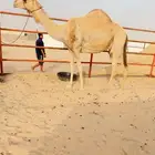 خلفه تحتها بكره