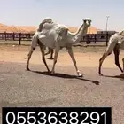 للبيع الناقة الوضحاء