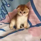 سكوتش فولد