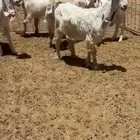 جفار عاورض بيض خصصم