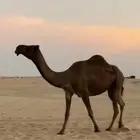 مجهم رباع لقحه كفو على جميع الشروط هديه