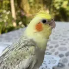 الي عنده كروان متكلم يراسلني