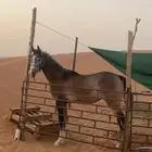 مهر شعبي