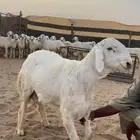 فحل صنف على جميع الشروط