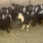 البيع