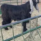 للبيع فحل عارضي لأهل النظر
