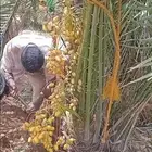 نخل البيع جميع انواع النخيل المثمر توصيل