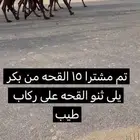 للبيع القحات كفو عدد 15