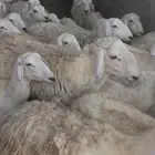 غنم حريه مراح واحد 100 تحتها 18 للبيع