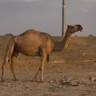 ضروبه