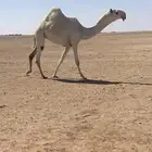 للبيع بكره كفو