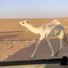للبيع قعود رماني عمره خمسة شهور