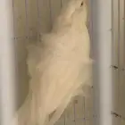 كناري بارزيان مفتل ابيض