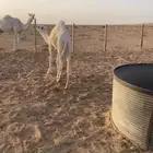 نياق