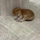 قطه للتبني