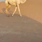 بكره طيبه