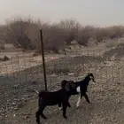 عناقين بريه
