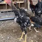 ديوك بشاير بكستاني بيور جملة