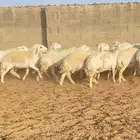 غنم حريات حرش صنف