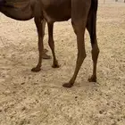 بيع حشوان قصب العدد 6