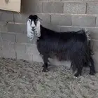 عنز عارضيه كفو دافع