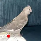 وايت فايس فرخ شي طيب