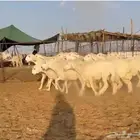 رخال حريات طيبه