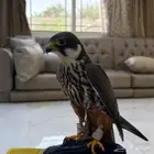 بكه