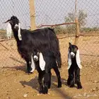 عنز عارضيه متوم