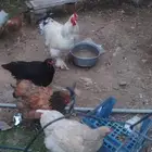 دجاج براهما