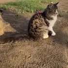 قطط للتبني