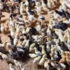 صوص بلدي