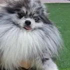 فحل بومرينين بلو ميرل مستزى جدا ممتاز