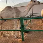 بكره حقه
