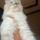 فندقه قطط