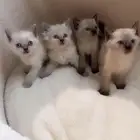 قطط كيتن للبيع