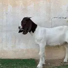 عنز بورقت خصم