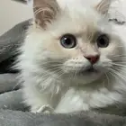 قط كتن للتبني
