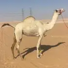 سودانيه لقحه متلي شهر 2