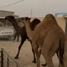 بكار حقايق صفر مقاني سومها 10 آلاف