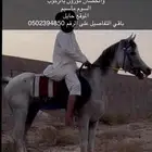 خيل واهو بوراقه ماسيم ارجا التوصل على الرقم ( )