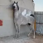 خيل