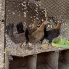 دياكة وفراريج للبيع