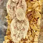 فرخين روز البينو