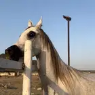 فرس واهو مكس تحتها مهر